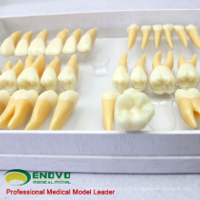 VENDRE 12578 Ensemble de modèle d&#39;étude dentaire humaine de dents permanentes individuelles